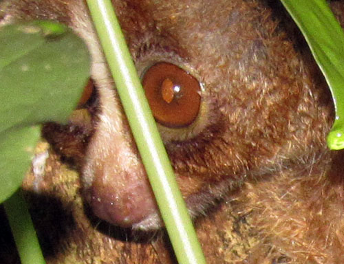 Wildlife Authority (BBKSDA) and Partners Rescue Again a Slow Loris (December 2, 2016)